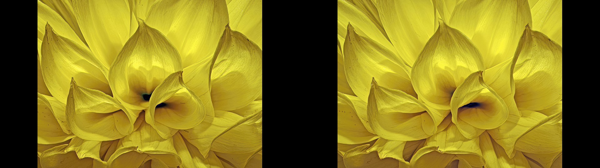 Dahlia Petals